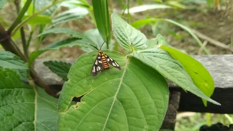 Beetle on a leaf in the wind Stock Footage 208934206