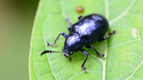 Beetle on the leaves. Stock-Footage 43758522