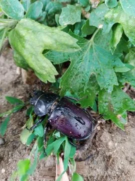 Beetle on leaves Stockfoto's