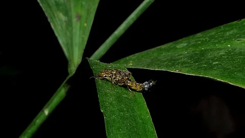 Beetle on leaves in tropical rain forest. 库存影片 84317629
