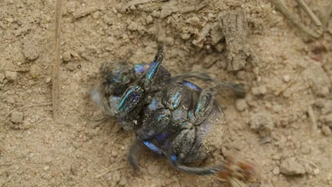 The beetle lies on its back and roll over. Stock Footage 204775008
