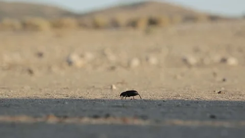Beetle limps across sandy desert floor Stock Footage 92373184