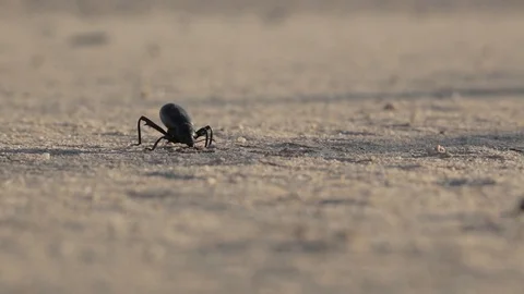 Beetle limps forward across a sandy desert floor Video stock 92373390