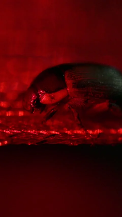 Beetle lit in intense red. 動画素材 330611736