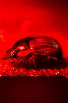 Beetle lit in intense red. Foto stock