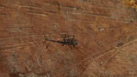 Beetle with long neck walk on tree trunk in the Amazon Lowland Rainforest Stock Footage 99364165