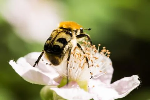 Beetle looking like bee on flower Stock Photos