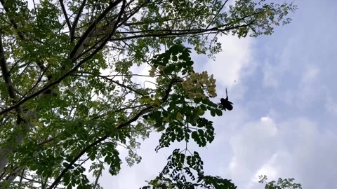 The Beetle is looking for honey Stock Footage 147363849