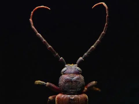 The beetle in love Stock Photos