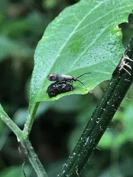 Beetle love Stock Photos