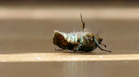 A beetle lying on the floor Stock Footage 51492385