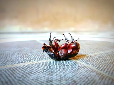 A beetle lying on its back on the floor Stock Photos
