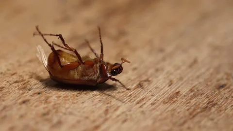 Beetle lying on its back moving legs in slow motion. 4k. Stock Footage 191133928