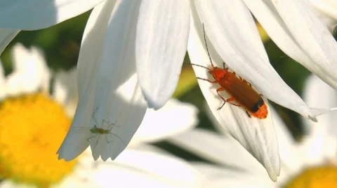 Beetle on margerite Stock Footage 7755581