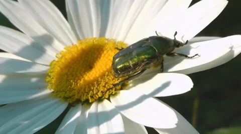 Beetle on margerite 스톡 동영상 7755621