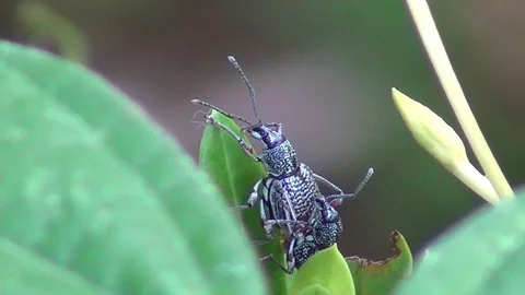 Beetle is mated Stockbeeldmateriaal 102903814