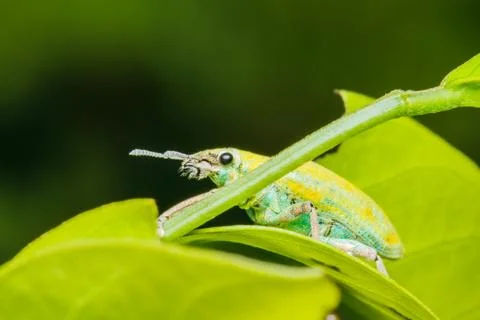 A beetle mating on green leaf 写真素材