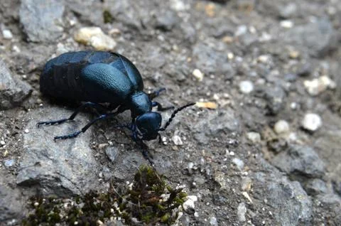 Beetle meloe Stock Photos
