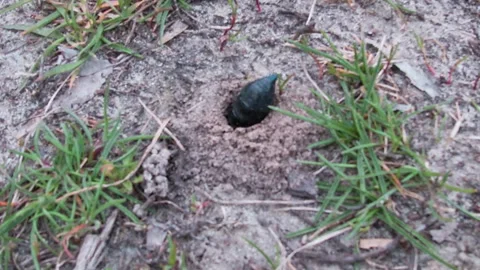 The beetle Meloe proscarabaeus digs a hole, earth, river bank, spring. Vídeo Stock 332934048