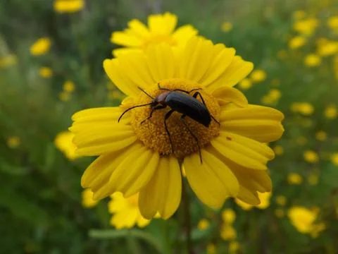 A beetle in the middle of a yellow flower Stock Photos