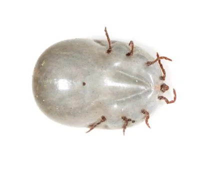 Beetle mite on a white background Stockfoto's