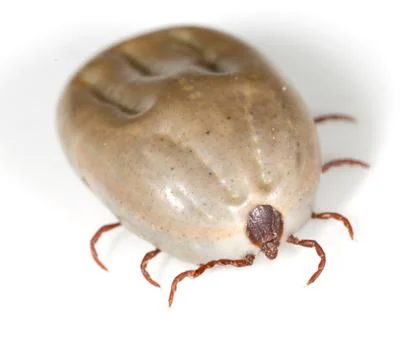 Beetle mite on a white background Stockfoto's