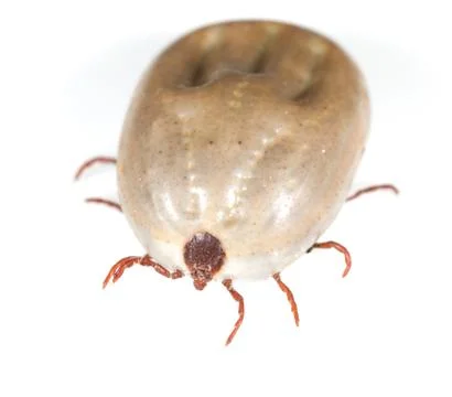Beetle mite on a white background Stockfoto's