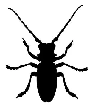 Beetle Morimus Funereus Stock Illustration