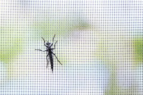 Beetle on a mosquito net Foto stock