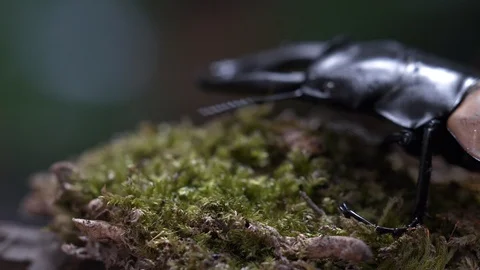 Beetle on moss grass sensing. Video stock 104691403
