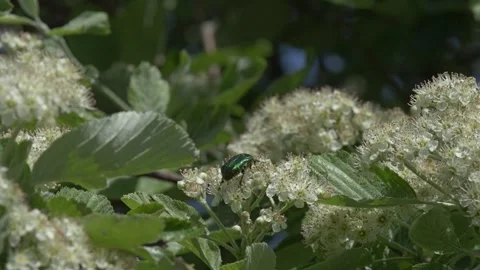 Beetle on mountain ash tree flowers slow motion, Italy Видео 335680524
