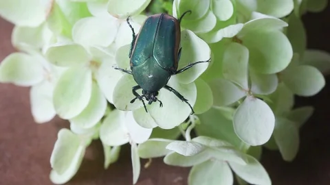 Beetle moves on hydrangea flowers Stock Footage 95194021