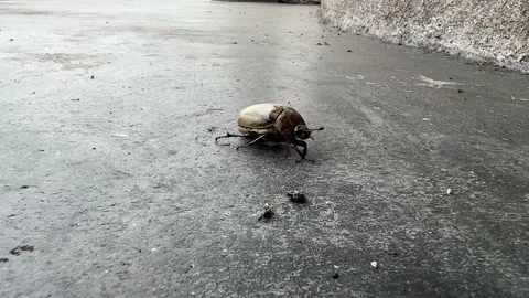 The beetle moves without bending the last leg Close up Stock Footage 234052619