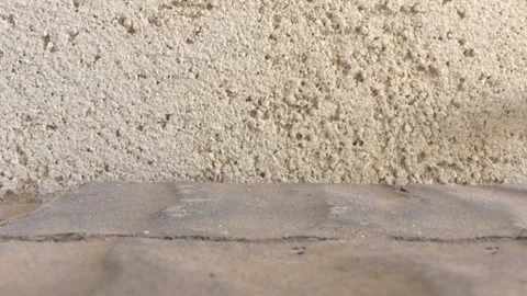 Beetle is moving Stock Footage 98042894