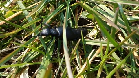 A beetle moving in the grass, an insect called Violet Oil-beetle Stock Footage 127365050