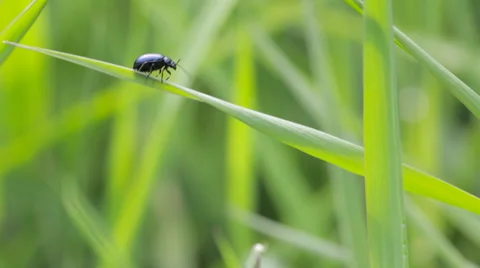 Beetle moving on grass weed Stock Footage 49840457