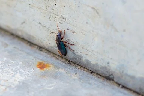 A beetle with a mustache crawls vertically up the wall Stock Photos