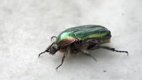 Beetle mustache Stockbeeldmateriaal 154554843