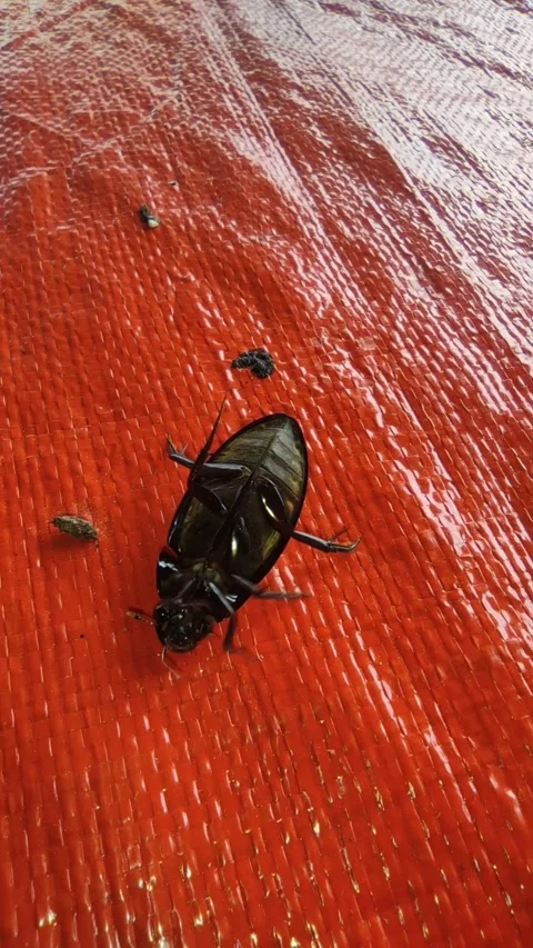 Beetle need help Stock Footage 278777722