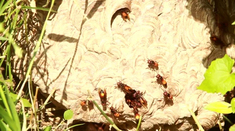 Beetle nest Video stock 29829414