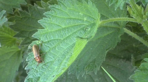 Beetle on nettles Видео 741677