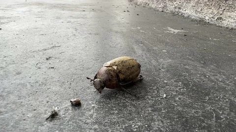 A beetle with non-bending legs barely moves Close Up Stock Footage 234051902