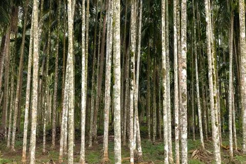Beetle nut tree trunks in a plantation Stock Photos