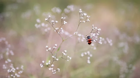 Beetle or Bee with Bright Red and Black Stripes Sits on White Small Wildflowers Stock Footage 198395520
