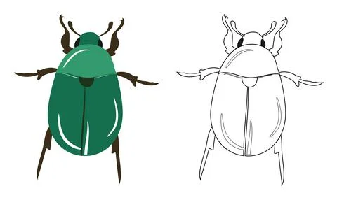 Beetle or Coleoptera Vector Illustration Stock Illustration