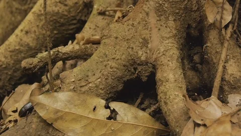 Beetle or insect walking across roots of tree in Costa Rica jungle 스톡 동영상 98715616