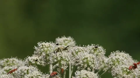 Beetle Pachyta quadrimaculata Stock Footage 65041229