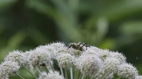 Beetle Pachyta quadrimaculata Stock Footage 65041332