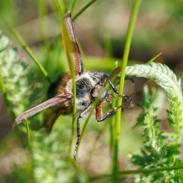 Beetle with patterned wings perches on tall green grass Stock Photos