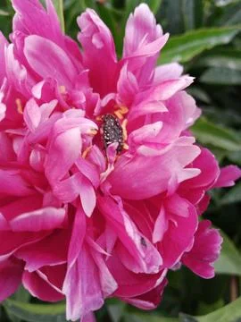 Beetle on a peony Stockfoto's